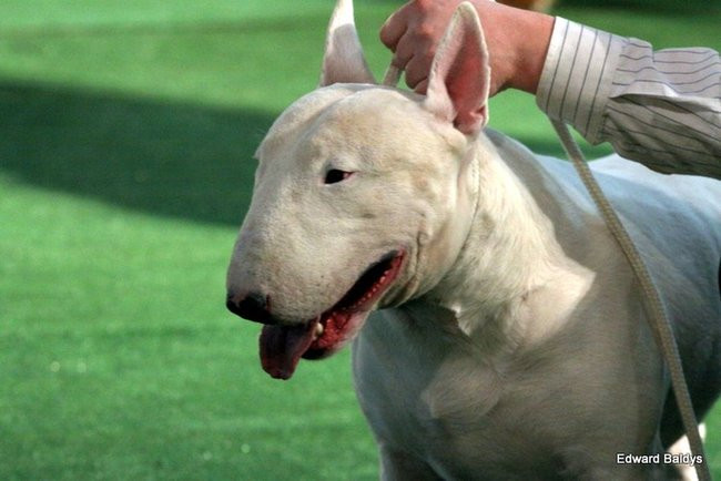 Brutus i Zuzia zwycięzcami wystawy psów (zdjęcia)