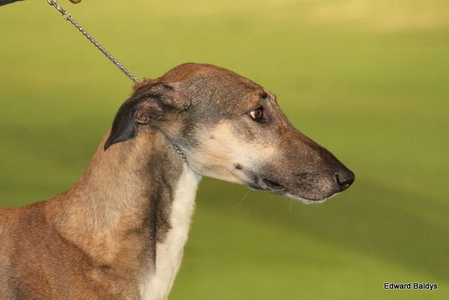 Brutus i Zuzia zwycięzcami wystawy psów (zdjęcia)