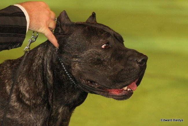 Brutus i Zuzia zwycięzcami wystawy psów (zdjęcia)