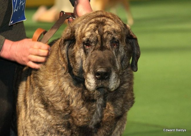 Brutus i Zuzia zwycięzcami wystawy psów (zdjęcia)