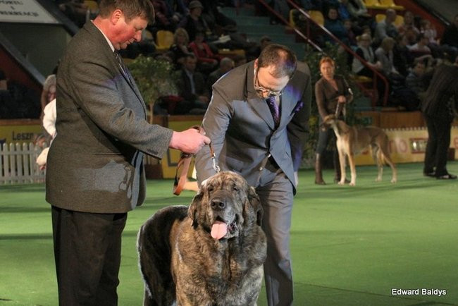 Brutus i Zuzia zwycięzcami wystawy psów (zdjęcia)
