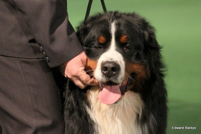 Brutus i Zuzia zwycięzcami wystawy psów (zdjęcia)