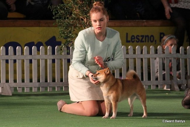 Brutus i Zuzia zwycięzcami wystawy psów (zdjęcia)