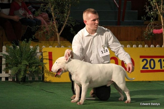 Brutus i Zuzia zwycięzcami wystawy psów (zdjęcia)