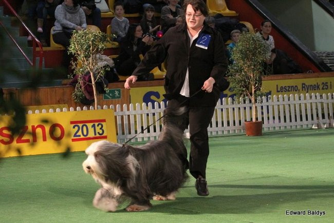 Brutus i Zuzia zwycięzcami wystawy psów (zdjęcia)
