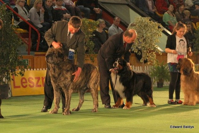 Brutus i Zuzia zwycięzcami wystawy psów (zdjęcia)