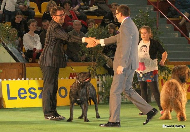 Brutus i Zuzia zwycięzcami wystawy psów (zdjęcia)