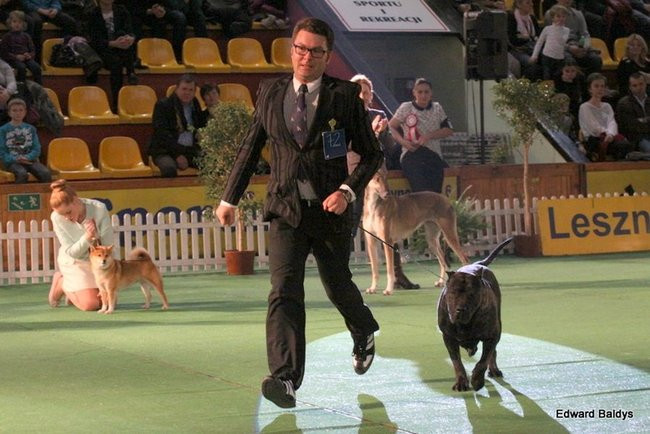 Brutus i Zuzia zwycięzcami wystawy psów (zdjęcia)
