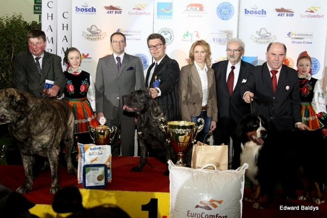 Brutus i Zuzia zwycięzcami wystawy psów (zdjęcia)