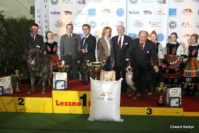 Brutus i Zuzia zwycięzcami wystawy psów (zdjęcia)