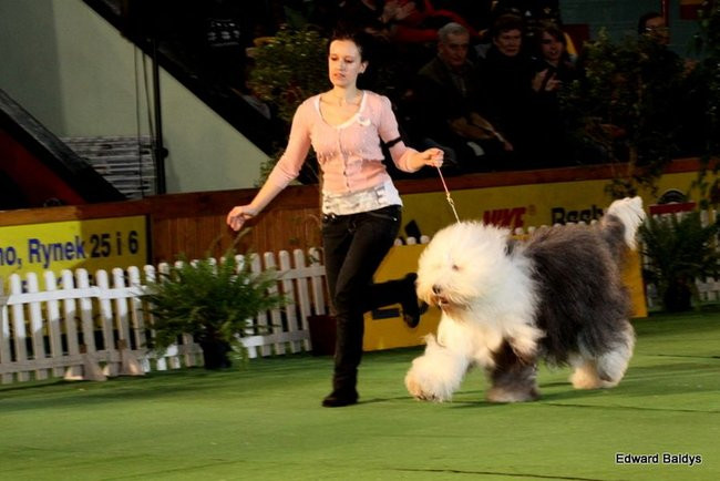 Brutus i Zuzia zwycięzcami wystawy psów (zdjęcia)