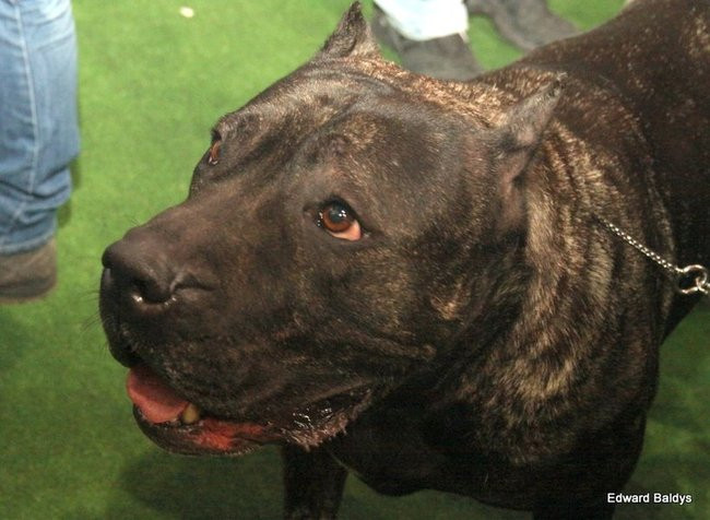 Brutus i Zuzia zwycięzcami wystawy psów (zdjęcia)