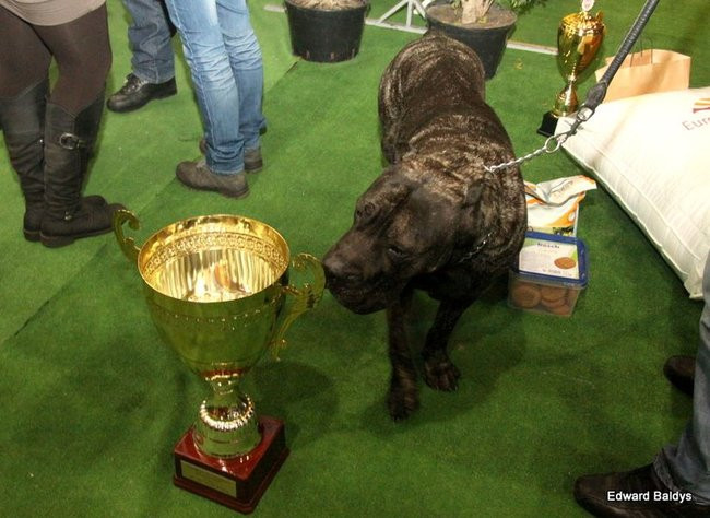 Brutus i Zuzia zwycięzcami wystawy psów (zdjęcia)