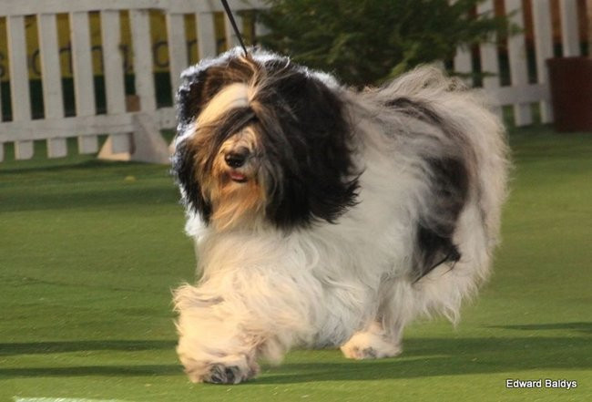 Brutus i Zuzia zwycięzcami wystawy psów (zdjęcia)