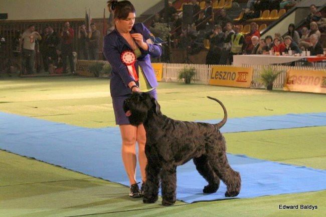 Brutus i Zuzia zwycięzcami wystawy psów (zdjęcia)