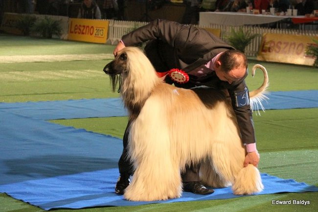 Brutus i Zuzia zwycięzcami wystawy psów (zdjęcia)