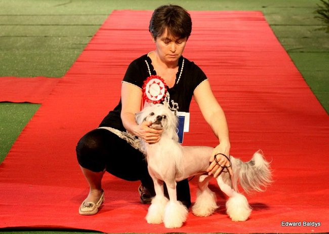 Brutus i Zuzia zwycięzcami wystawy psów (zdjęcia)