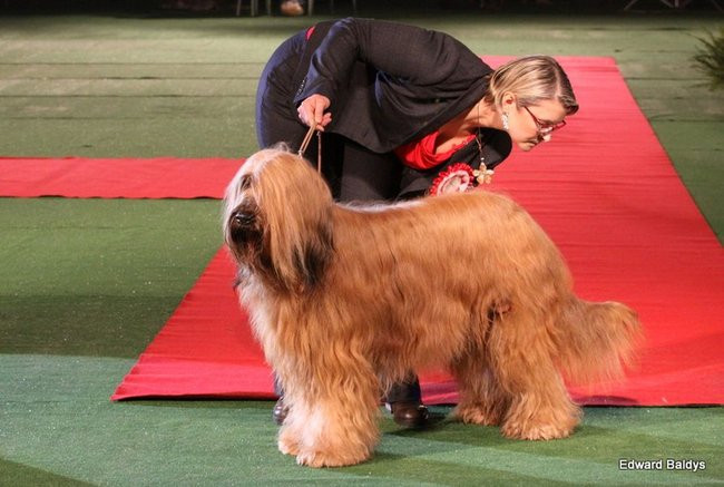 Brutus i Zuzia zwycięzcami wystawy psów (zdjęcia)