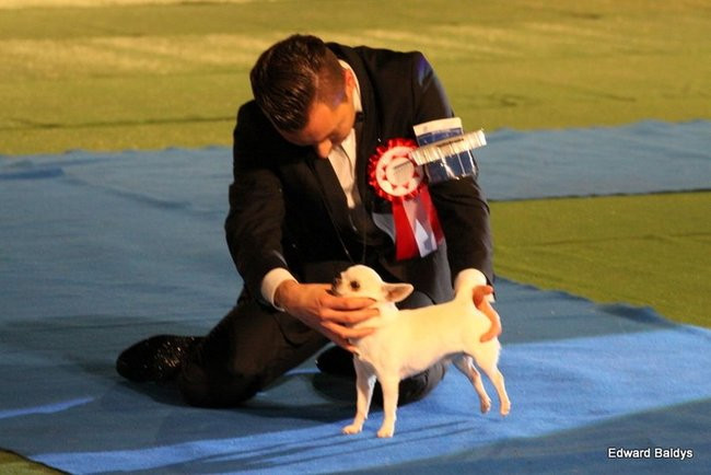 Brutus i Zuzia zwycięzcami wystawy psów (zdjęcia)