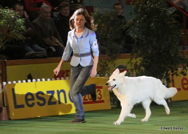 Brutus i Zuzia zwycięzcami wystawy psów (zdjęcia)