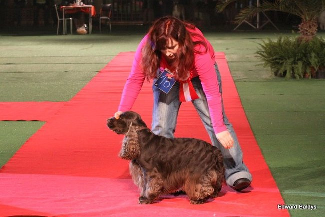 Brutus i Zuzia zwycięzcami wystawy psów (zdjęcia)