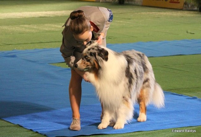 Brutus i Zuzia zwycięzcami wystawy psów (zdjęcia)