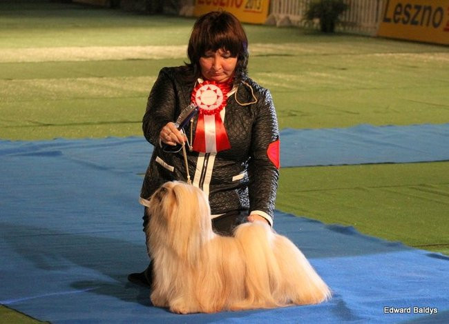 Brutus i Zuzia zwycięzcami wystawy psów (zdjęcia)