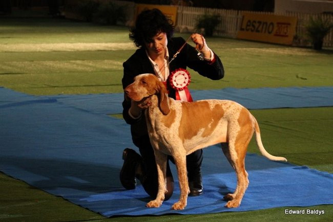 Brutus i Zuzia zwycięzcami wystawy psów (zdjęcia)