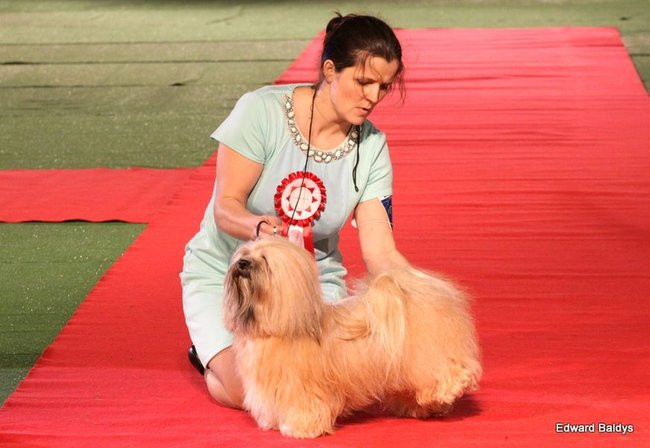 Brutus i Zuzia zwycięzcami wystawy psów (zdjęcia)