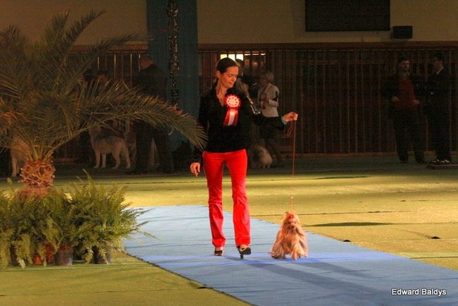 Brutus i Zuzia zwycięzcami wystawy psów (zdjęcia)