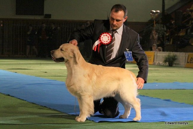 Brutus i Zuzia zwycięzcami wystawy psów (zdjęcia)