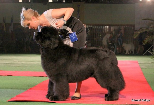 Brutus i Zuzia zwycięzcami wystawy psów (zdjęcia)