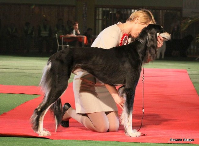 Brutus i Zuzia zwycięzcami wystawy psów (zdjęcia)