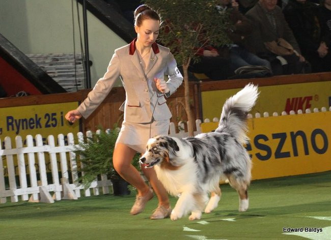 Brutus i Zuzia zwycięzcami wystawy psów (zdjęcia)
