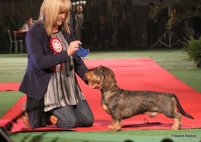 Brutus i Zuzia zwycięzcami wystawy psów (zdjęcia)