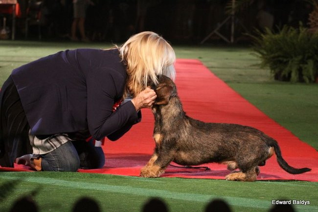 Brutus i Zuzia zwycięzcami wystawy psów (zdjęcia)