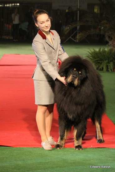 Brutus i Zuzia zwycięzcami wystawy psów (zdjęcia)