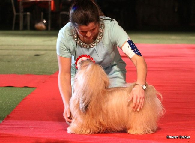 Brutus i Zuzia zwycięzcami wystawy psów (zdjęcia)