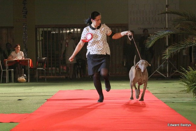 Brutus i Zuzia zwycięzcami wystawy psów (zdjęcia)