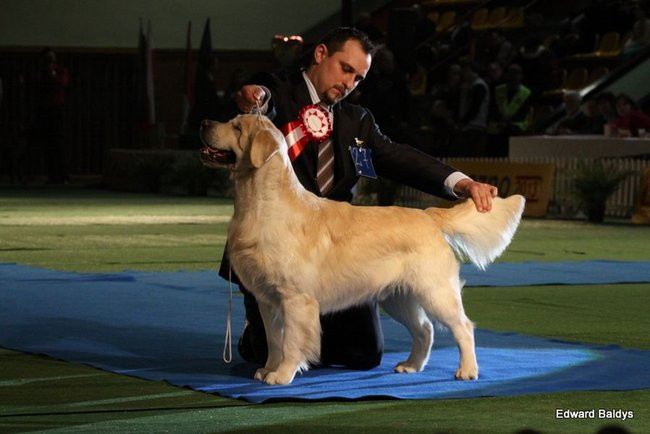 Brutus i Zuzia zwycięzcami wystawy psów (zdjęcia)