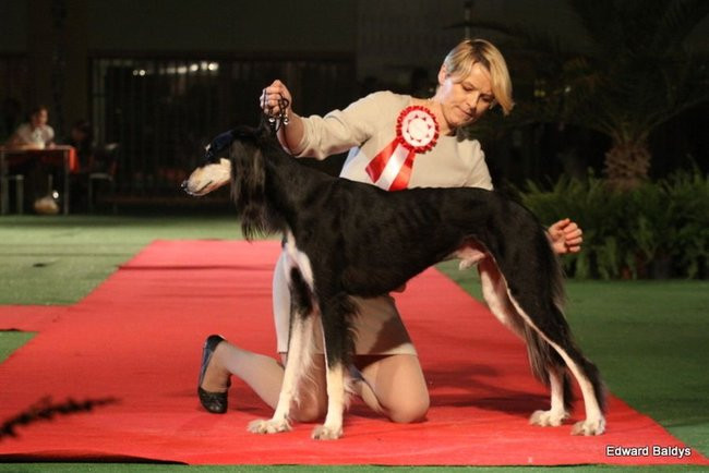 Brutus i Zuzia zwycięzcami wystawy psów (zdjęcia)