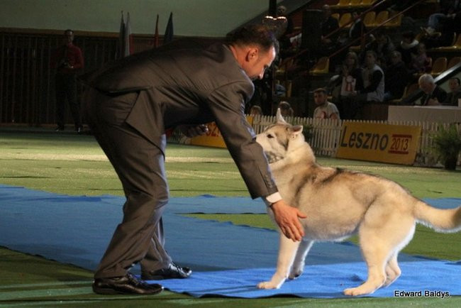 Brutus i Zuzia zwycięzcami wystawy psów (zdjęcia)
