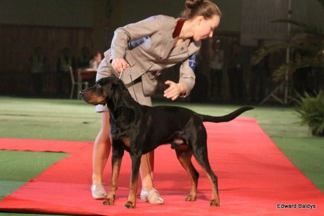 Brutus i Zuzia zwycięzcami wystawy psów (zdjęcia)
