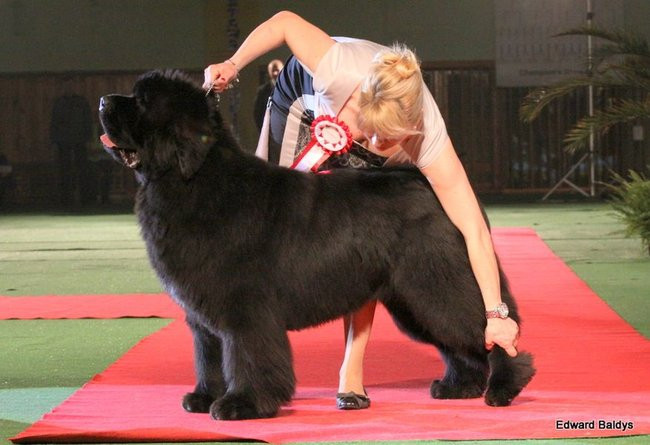 Brutus i Zuzia zwycięzcami wystawy psów (zdjęcia)