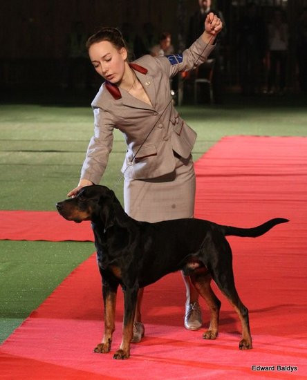 Brutus i Zuzia zwycięzcami wystawy psów (zdjęcia)