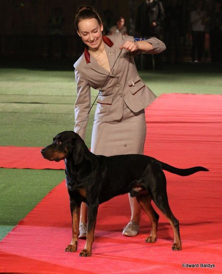 Brutus i Zuzia zwycięzcami wystawy psów (zdjęcia)