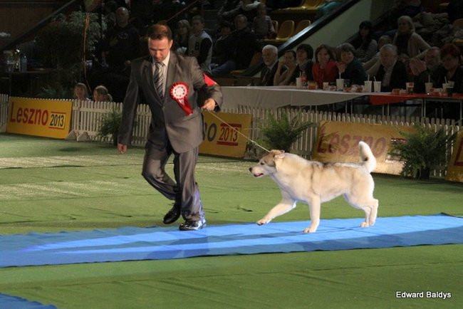 Brutus i Zuzia zwycięzcami wystawy psów (zdjęcia)