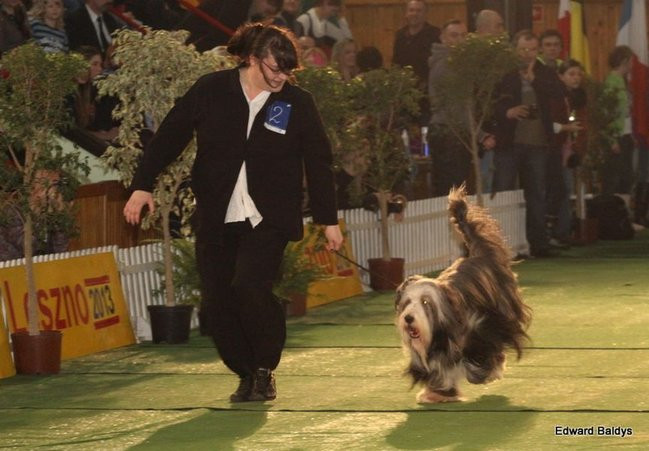 Brutus i Zuzia zwycięzcami wystawy psów (zdjęcia)