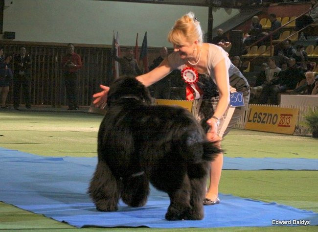 Brutus i Zuzia zwycięzcami wystawy psów (zdjęcia)