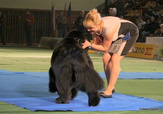 Brutus i Zuzia zwycięzcami wystawy psów (zdjęcia)